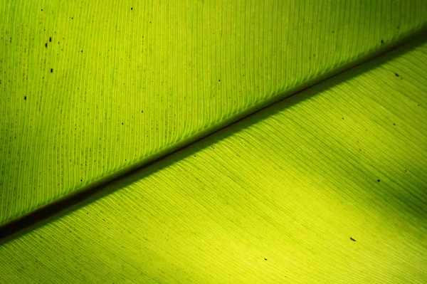 Zelené Kapradí Rostliny Textury Jako Velmi Pěkné Přírodní Pozadí — Stock fotografie