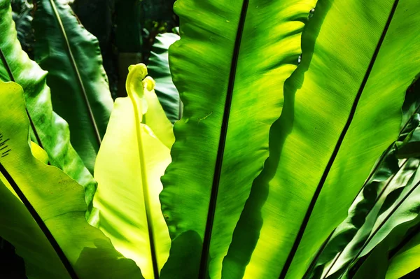 Samambaia Verde Textura Planta Como Fundo Natural Muito Agradável — Fotografia de Stock