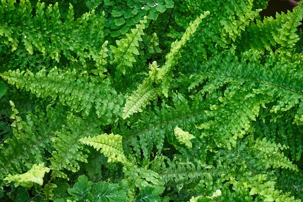 green fern plant texture as very nice natural background