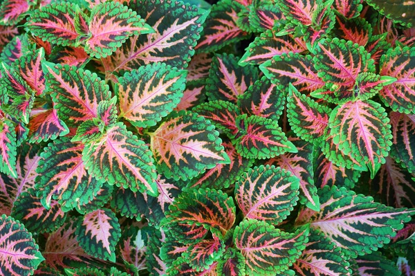 Red Green Leaves Coleus Plant Plectranthus Scutellarioides — Stock Photo, Image