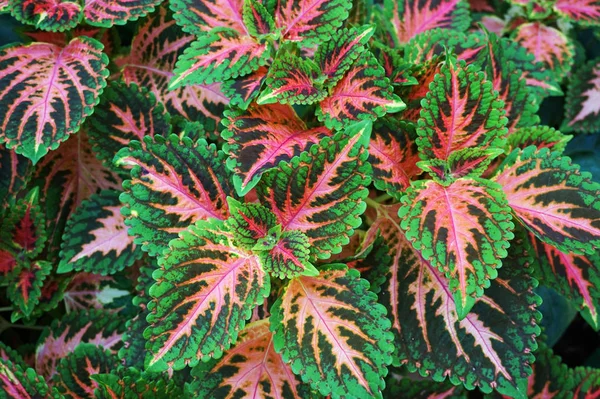 Folhas Vermelhas Verdes Planta Coleus Plectranthus Scutellarioides — Fotografia de Stock
