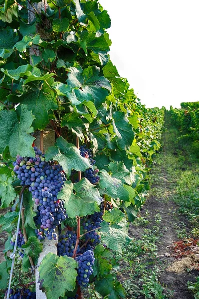 Czech Vineyards Moravia Very Nice Background — Stock Photo, Image