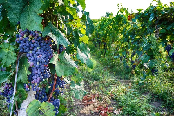 Viñedos Checos Moravia Como Fondo Muy Agradable — Foto de Stock