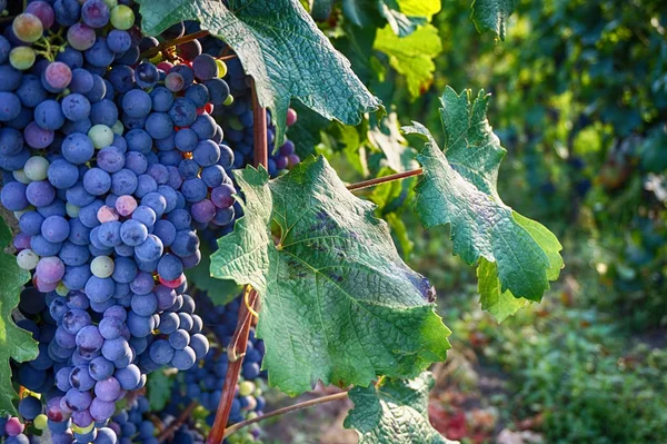 Viñedos Checos Moravia Como Fondo Muy Agradable — Foto de Stock