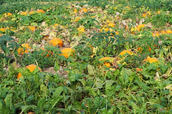 Moravia Pumpkin Field Very Nice Background — Stock Photo, Image