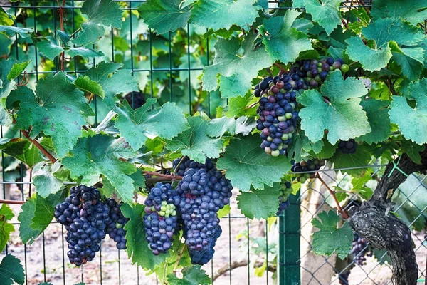 Viñedos Checos Moravia Como Fondo Muy Agradable — Foto de Stock