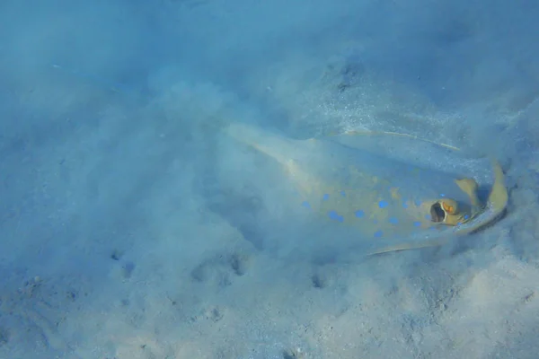 Taeniura Lymma Εξωτικά Ψάρια Από Την Ερυθρά Θάλασσα — Φωτογραφία Αρχείου