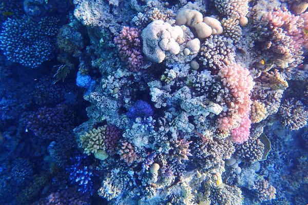 Coral Reef Egypt Color Nature — Stock Photo, Image