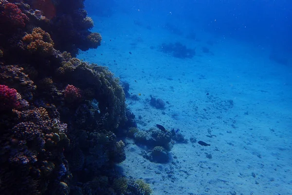 Arrecife Coral Egipto Con Naturaleza Color —  Fotos de Stock