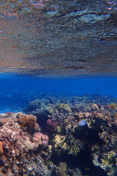 Коралловый Риф Египте Цветной Природой — стоковое фото