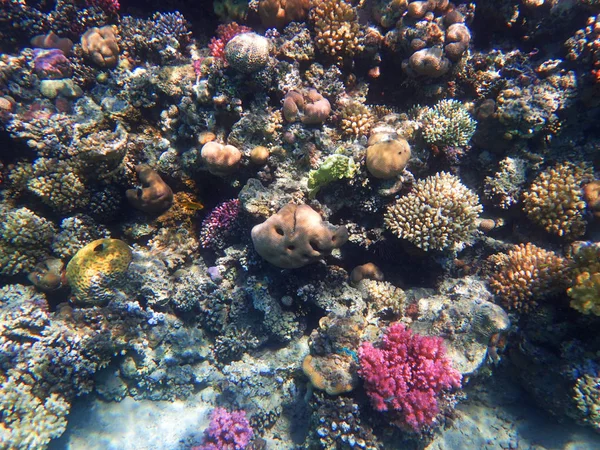 Coral Reef Egypt Color Nature — Stock Photo, Image