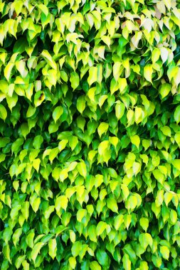 Ficus doku güzel doğal arka plan olarak bırakır.