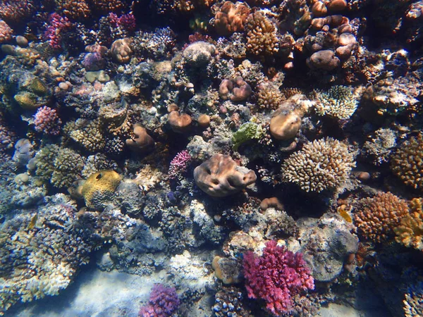 Κοραλλιογενών Υφάλων Στην Αίγυπτο Χρώμα Φύσης — Φωτογραφία Αρχείου