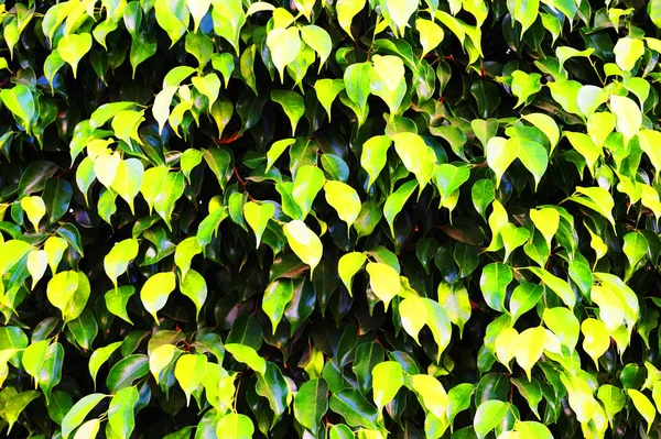 Ficus Deja Textura Como Fondo Natural Agradable —  Fotos de Stock