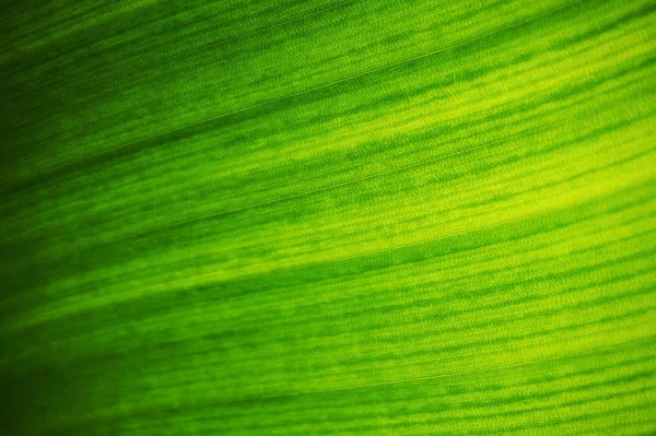 Pianta Banana Texture Foglia Come Sfondo Naturale Molto Bello — Foto Stock