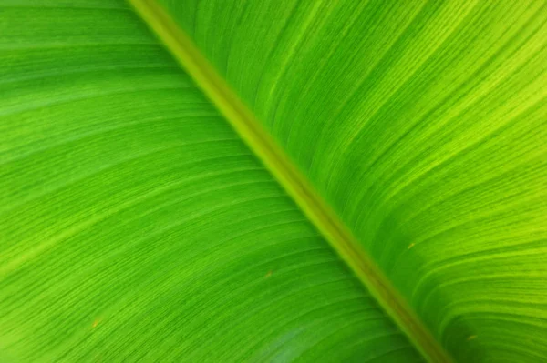 Banana Planta Folha Textura Como Fundo Natural Muito Agradável — Fotografia de Stock