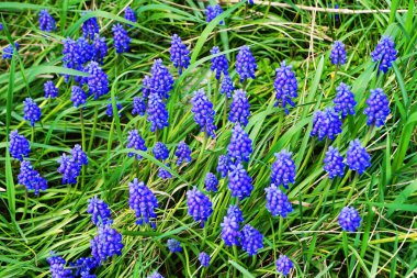 üzüm sümbül çiçeği güzel bahar doğal arka plan olarak