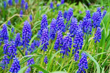 üzüm sümbül çiçeği güzel bahar doğal arka plan olarak