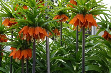 turuncu çiçek taç İmparatorluk çiçek (Fritillaria imperialis)