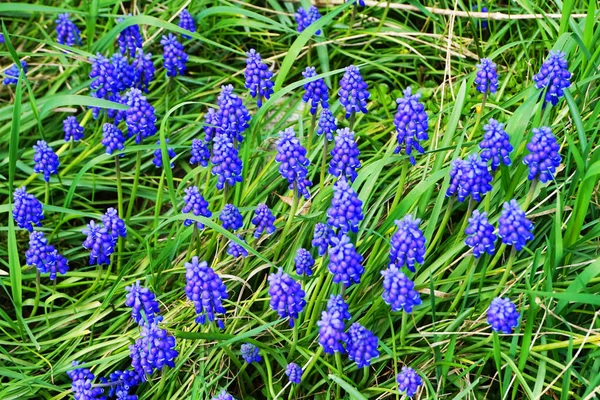 üzüm sümbül çiçeği güzel bahar doğal arka plan olarak