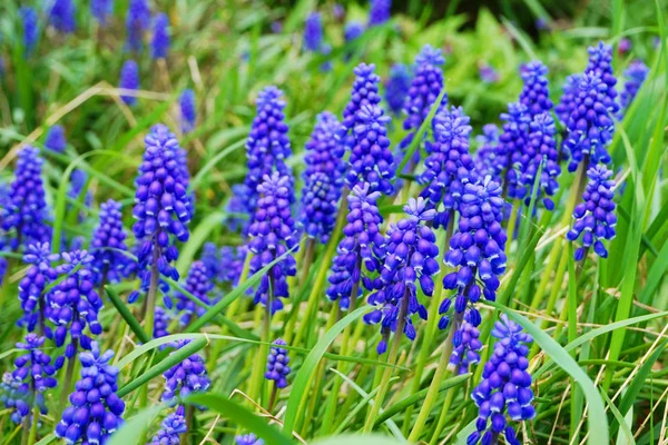 素敵な春の自然な背景としてブドウ ヒヤシンスの花 — ストック写真