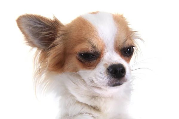 Chihuahua Hoofd Geïsoleerd Witte Achtergrond — Stockfoto