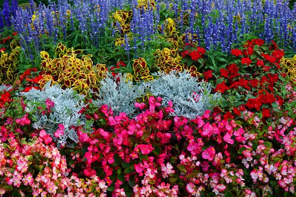 Flores Cor Agradável Jardim Primavera — Fotografia de Stock