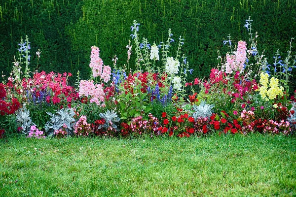 Bonitas Flores Color Jardín Primavera — Foto de Stock