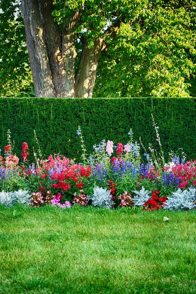 Pěkné Barevné Květiny Zahradě Jaře — Stock fotografie