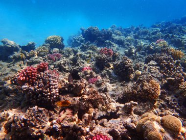 mercan güzel doğal peyzaj olarak Mısır