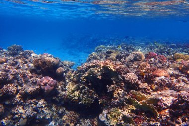 mercan güzel doğal peyzaj olarak Mısır