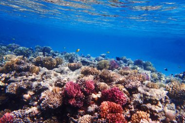 mercan güzel doğal peyzaj olarak Mısır