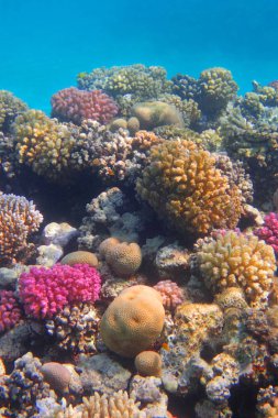 mercan güzel doğal peyzaj olarak Mısır