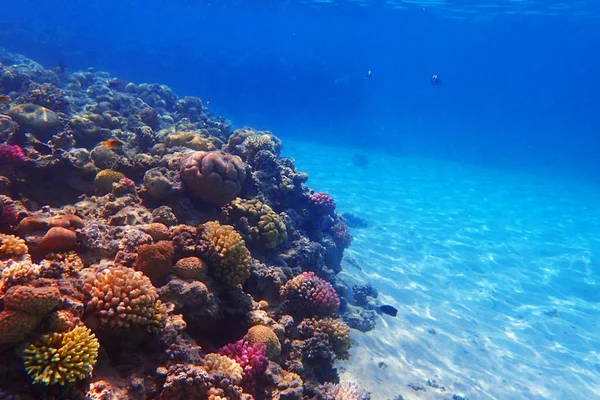 Korallzátony Szép Természeti Tájon Egyiptomban — Stock Fotó
