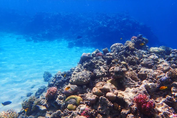 Коралловый Риф Египте Красивый Природный Ландшафт — стоковое фото