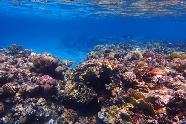Korallzátony Szép Természeti Tájon Egyiptomban — Stock Fotó