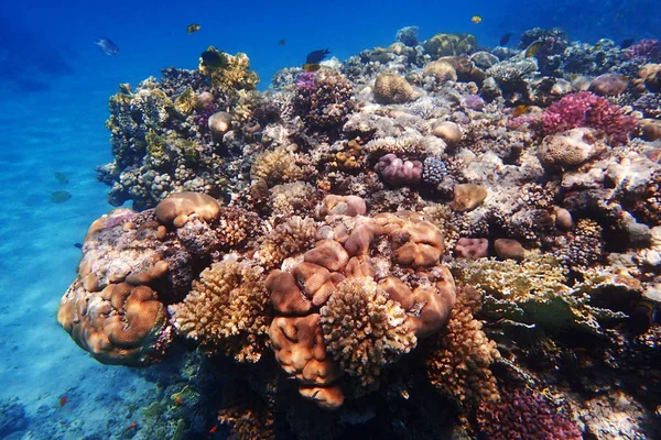 Korallrev Egypten Som Fin Naturlandskap — Stockfoto