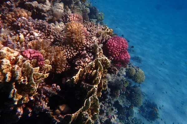 Arrecife Coral Egipto Como Bonito Paisaje Natural — Foto de Stock