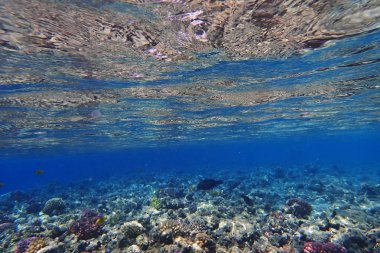 mercan güzel doğal peyzaj olarak Mısır
