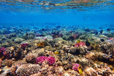 mercan güzel doğal peyzaj olarak Mısır