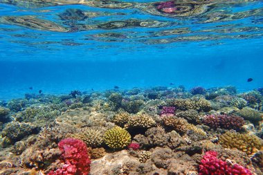 mercan güzel doğal peyzaj olarak Mısır