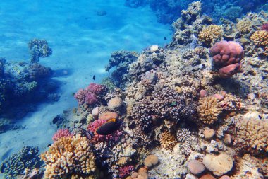 mercan güzel doğal peyzaj olarak Mısır