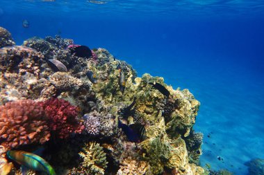 mercan güzel doğal peyzaj olarak Mısır