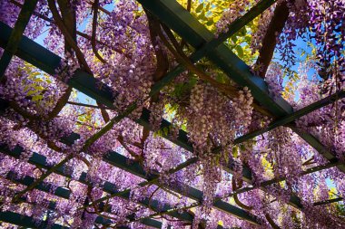 Wisteria bitki çiçek ile çok güzel arka plan olarak