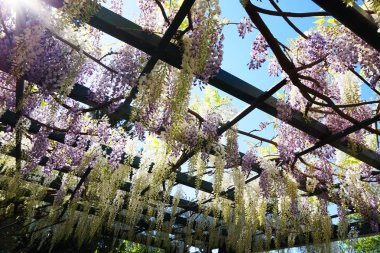 Wisteria bitki çiçek ile çok güzel arka plan olarak