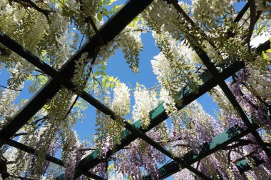 Wisteria bitki çiçek ile çok güzel arka plan olarak