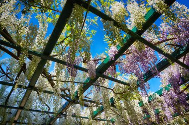 Wisteria bitki çiçek ile çok güzel arka plan olarak