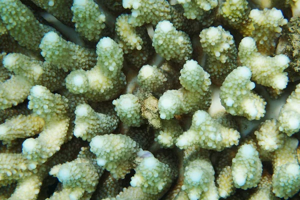 Naturlig Korall Textur Som Mycket Fin Bakgrund — Stockfoto