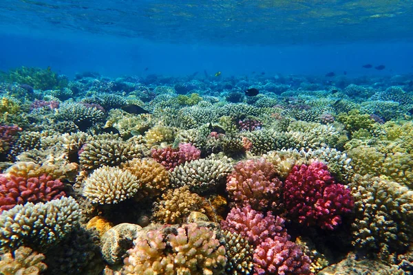 mercan güzel doğal peyzaj olarak Mısır