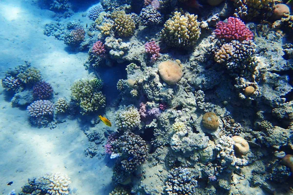 Coral Reef Egypte Als Mooi Natuurlijk Landschap — Stockfoto